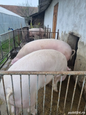 vand porci  - imagine 2