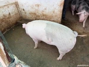 Porci de vanzare - imagine 2