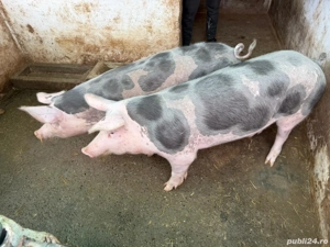Porci de vanzare - imagine 3