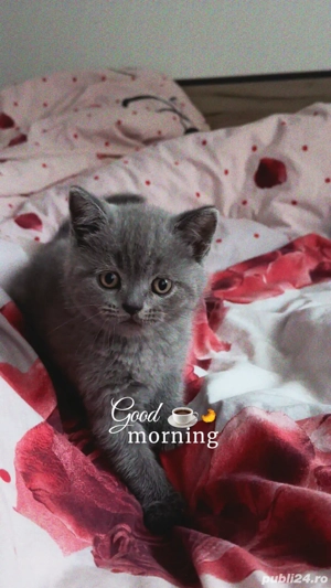 british short hair - imagine 4