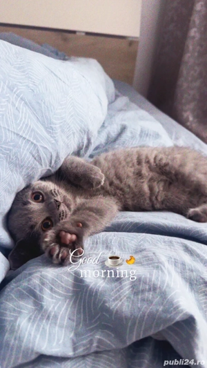 british short hair - imagine 2