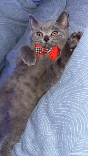 british short hair - imagine 3