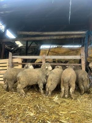 Vând berbecuti oi - imagine 2