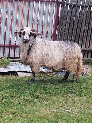 Berbec gras Campulung Arges