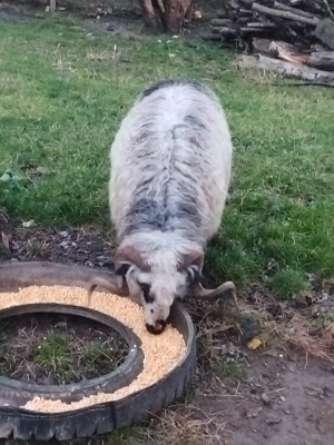 Berbec gras Campulung Arges - imagine 2