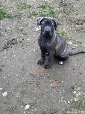 catelusi cane corso italianao  - imagine 2