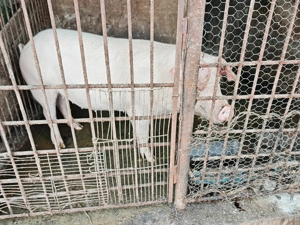 Vând porc  - imagine 4