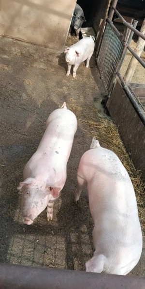 Vând 2 porci  castrat și 2 scroafe  - imagine 4