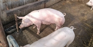 Vând 2 porci  castrat și 2 scroafe 