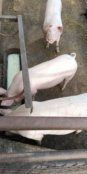 Vând 2 porci  castrat și 2 scroafe  - imagine 3