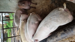 Porci pentru sacrificat între 100 și 200 kg - imagine 2