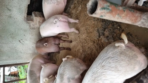 Porci pentru sacrificat între 100 și 200 kg