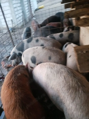 Porci de vânzare crescuți bio  - imagine 2