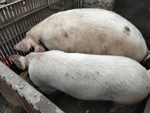 Porci de vanzare  - imagine 2