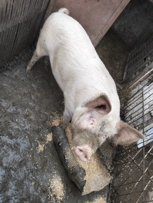 Porci de vanzare  - imagine 3