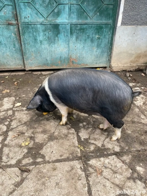 porc de vanzare - imagine 2