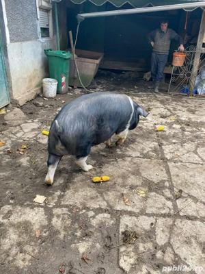 porc de vanzare - imagine 3