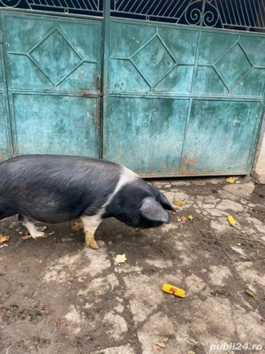 porc de vanzare