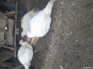 vind doua curci albe crescute bio.pret 37 lei kg