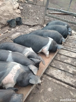purcei de vanzare - imagine 3