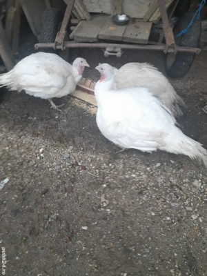 vind doua curci albe crescute bio.pret 37 lei kg - imagine 2