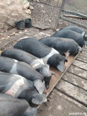 purcei de vanzare - imagine 2