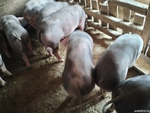 Grasuni peste 60kg - imagine 3