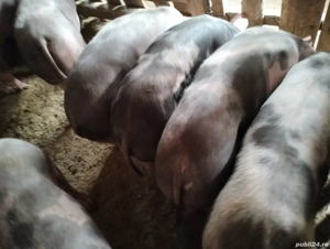 Grasuni peste 60kg - imagine 2