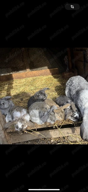 Pui de iepure berbec german  - imagine 3