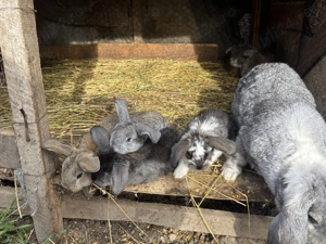 Pui de iepure berbec german  - imagine 5