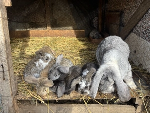 Pui de iepure berbec german  - imagine 4