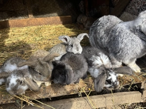 Pui de iepure berbec german  - imagine 6