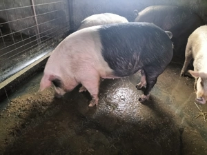 Porc de Carne pentru Crăciun  - imagine 2