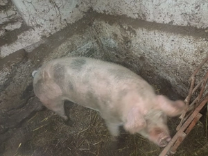 Porc comuna General Berthelot  - imagine 2