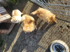 Catei pomerania cu pedigree  - imagine 2