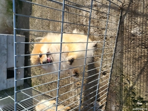 Catei pomerania cu pedigree  - imagine 4