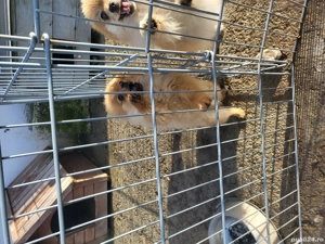 Catei pomerania cu pedigree  - imagine 3