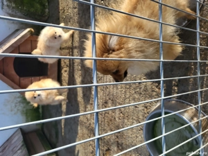 Catei pomerania cu pedigree 