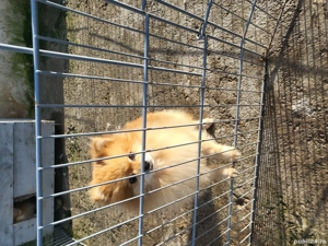 Catei pomerania cu pedigree  - imagine 5
