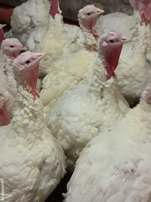  curcani de carne albi. - imagine 2