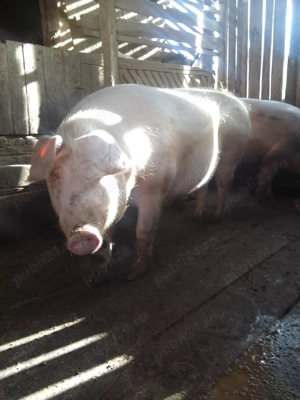 De vânzare , unul s-a dat! Detalii la telefon