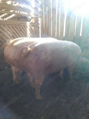 De vânzare , unul s-a dat! Detalii la telefon - imagine 2