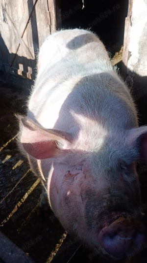 Vand 2 porci (purcele)  - imagine 4
