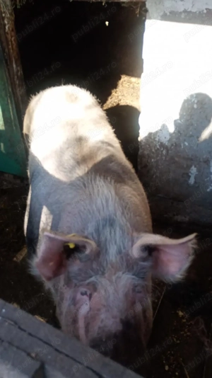 Vand 2 porci (purcele)  - imagine 3