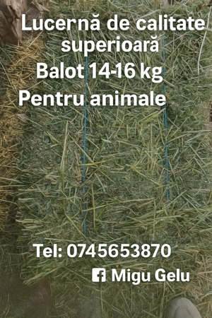 Baloti lucerna coasa 2 și 3 - imagine 2