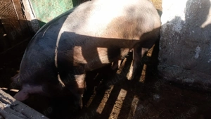 Vand 2 porci (purcele) 