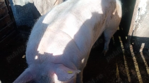 Vand 2 porci (purcele - imagine 4