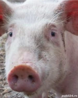 Vand, arvunesc, porci, mangalita, ecologic, diverse mărimi - imagine 2