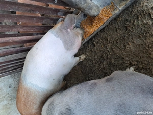 Vând porci - imagine 5