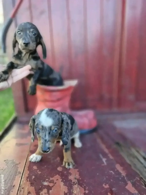 Puii teckel arlechin  - imagine 2